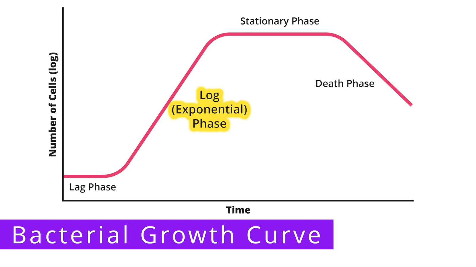 שלב הלוג בעקומת צמיחה חיידקית