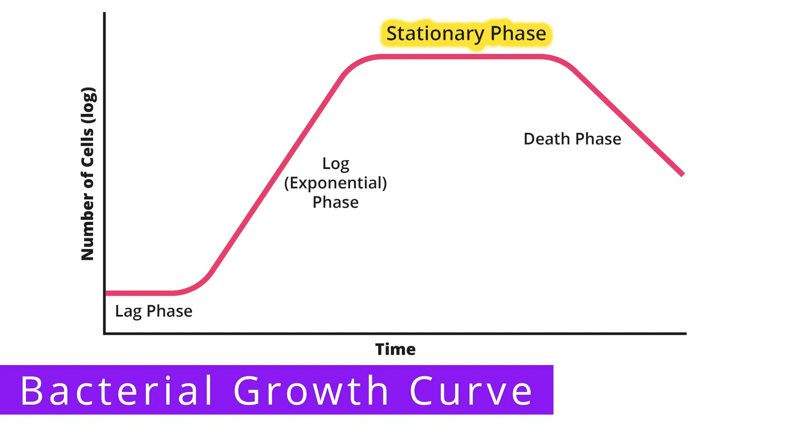 שלב הסטטי בעקומת צמיחה חיידקית