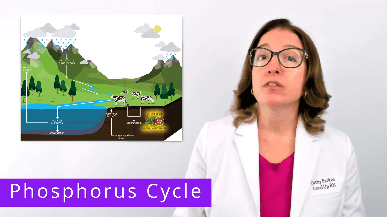 תהליך חזרה למעגל הפוספורוס