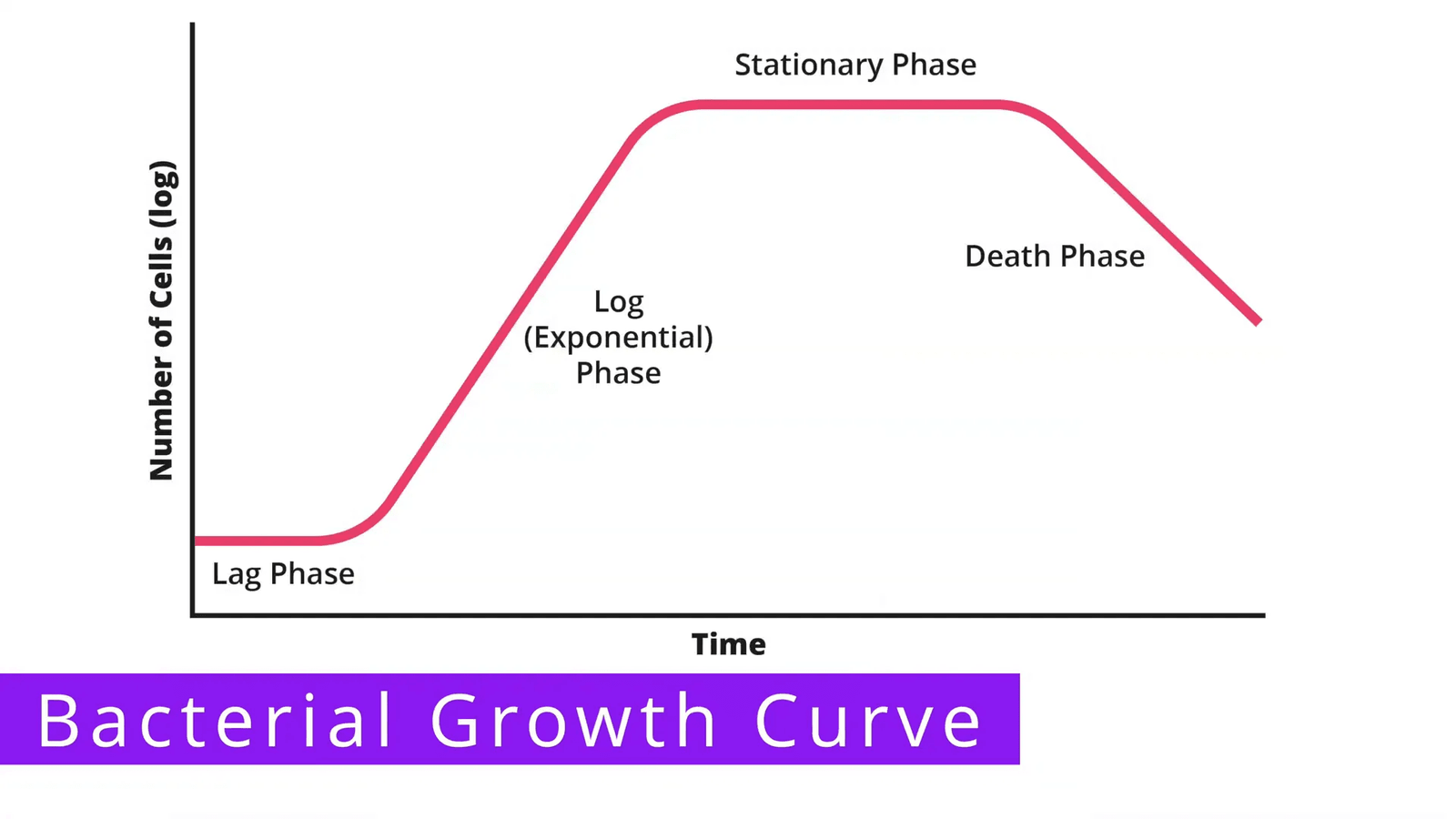 שלב הלג בעקומת צמיחה חיידקית