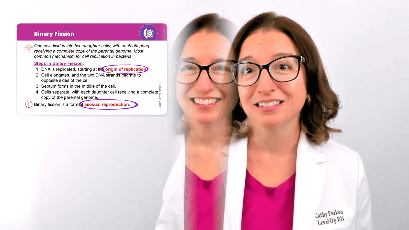 פיצול בינארי - תא פרוקריוטי מתפצל