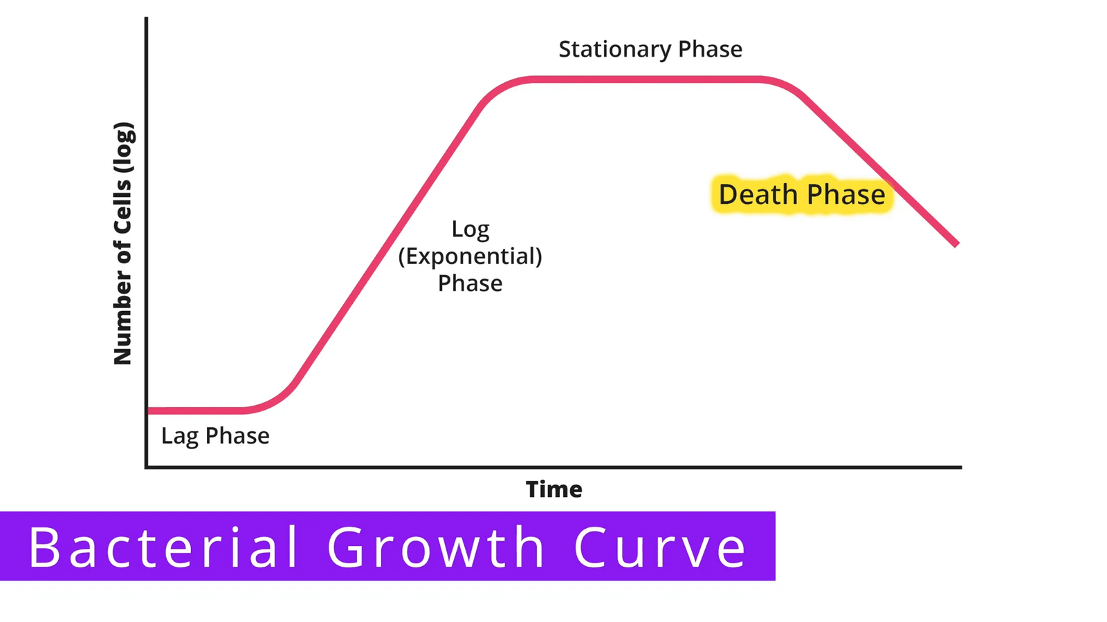 שלב המוות בעקומת צמיחה חיידקית